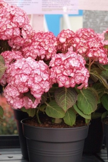 Гортензия широколистная Мисс Саори (Ю энд Ми) | Гортензія широколиста Міс Саорі (Ю енд Мі) | Hydrangea macrophylla Miss Saori (You & Me)